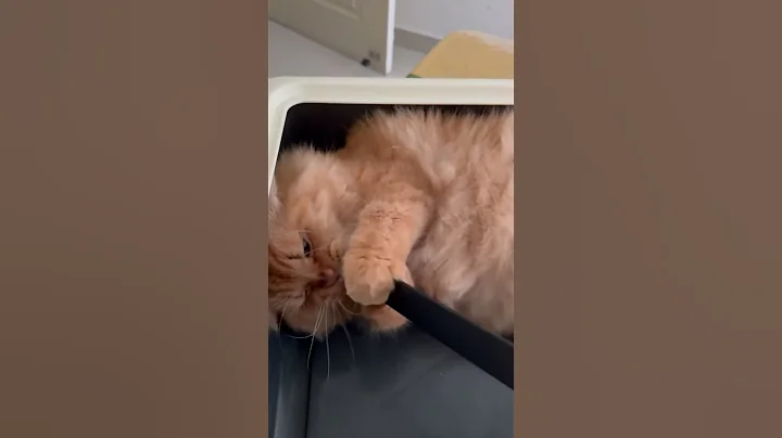 Video 10704431: persiancat cat kitten funny, kittens ginger cat funny