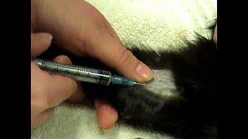 Task 23  Feline Saphenous Venipuncture
