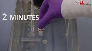 Cell Culture Guide: Primary Cells Thawing, Freezing and Subcultivation [Full Version]