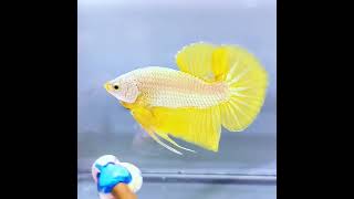 Eps1 👉Cambodia Betta fish #betta #bettafish #fish #bettaindonesia #breading #fishing #斗鱼 #bettamsp