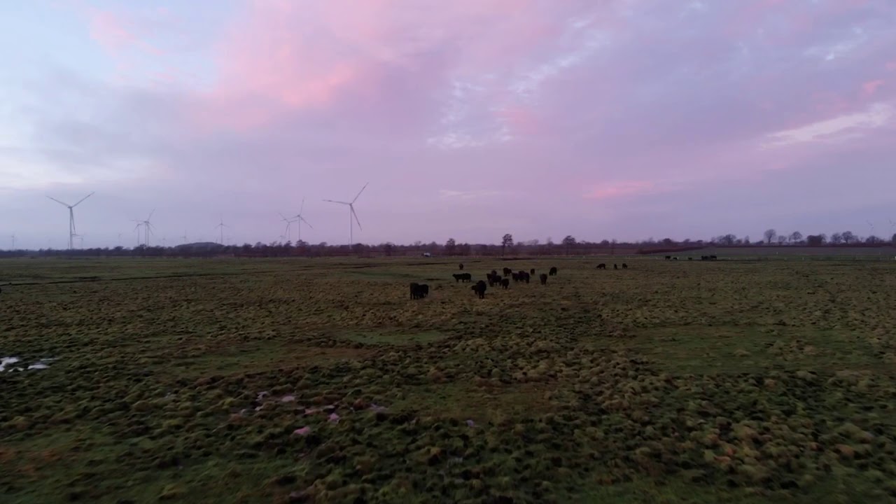 Hof Barslund - Zur blauen Stunde über die Büffelwiesen - YouTube
