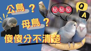 【鸚鵡】《小鸚鵡知識+ 》原來這樣就可以分出公/母鳥！？ by 蟲彥 Insect 40,364 views 2 years ago 7 minutes, 22 seconds