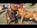 Pitbull vs American Bully Cute Dogs Video