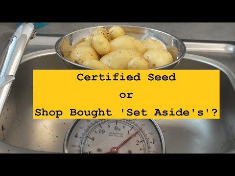 Grow Potatoes. Certified seed or Shop bought, whats it to be? - YouTube