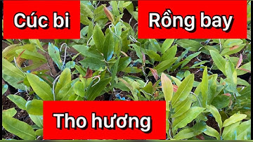 Cúc thọ hương,rồng bay,cúc bi 220k/cặp,0397142252