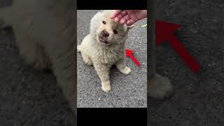 Abandoned puppy learns to trust again 🐶 #Shorts