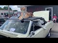 Car and Motorcycle Show