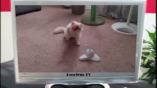 LUSCIOUS PLAYS WITH HIS NEW TOY by warren williams 44 views 2 years ago 44 seconds