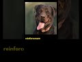 7 misconceptions about rottweiler - unpredictable behavior