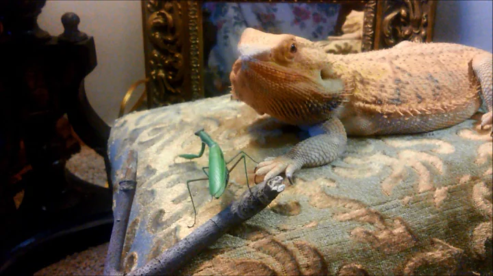 Bearded Dragon vs. Praying Mantis