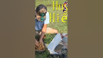 Trộn mồi câu cá rô phi đơn tính #fishing #cauca