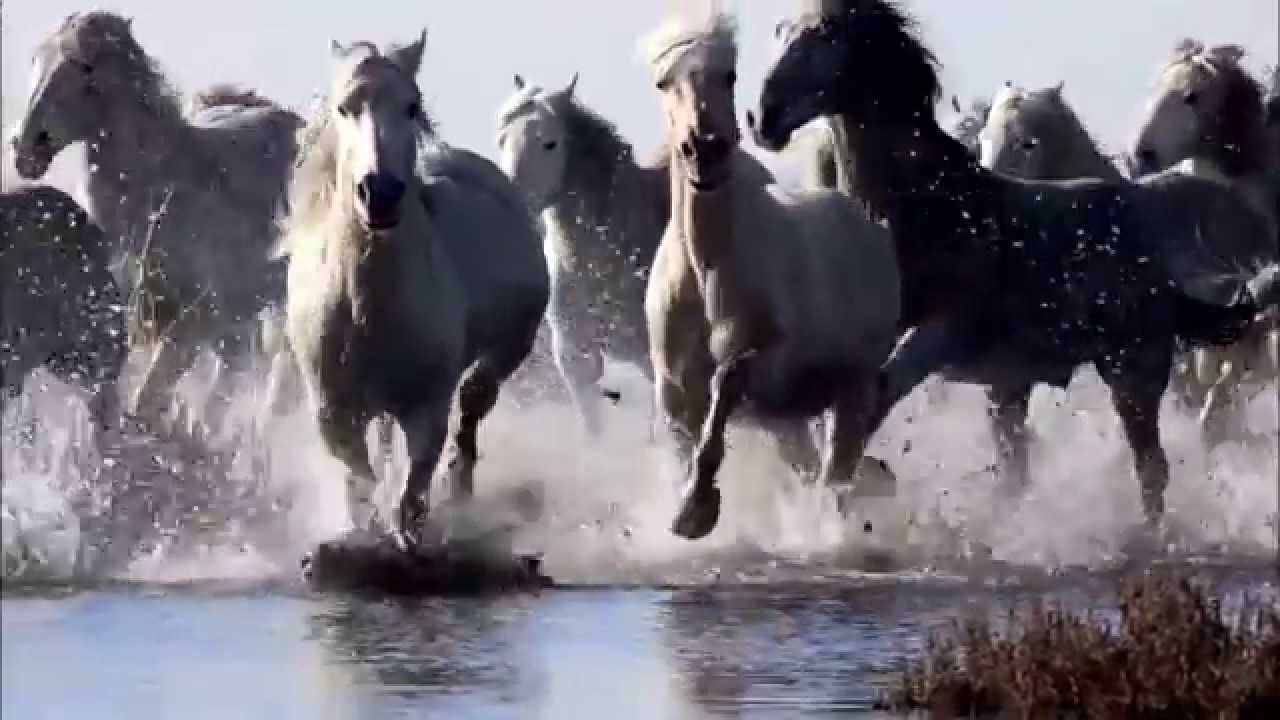 ✳ &quot;Horses Running Wild&quot; ✳ - YouTube