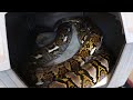 Exploration Time (Reticulated Python)