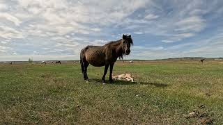 Horses 3 #yakutia #nature #horse
