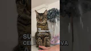 ¿Por qué tu GATO te IGNORA cuando lo llamas? 😾 #Shorts