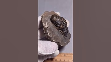 Crotalocephalus Gibbus Trilobite Fossil, Morocco #fossils #science #paleontology #geology #trilobite