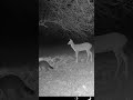 Too funny, look at the raccoon staring right at a deer