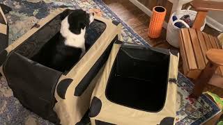 Amazon Basics Folding Soft Crate for Cat, Dog, Rabbit, Portable and Collapsible Review screenshot 1