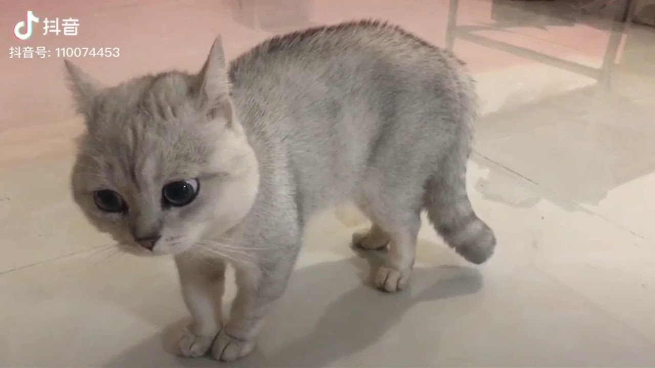 weird cat sound compilations when two cats meet YouTube