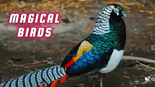 Magical Birds: Exploring the Fascinating World of Birds