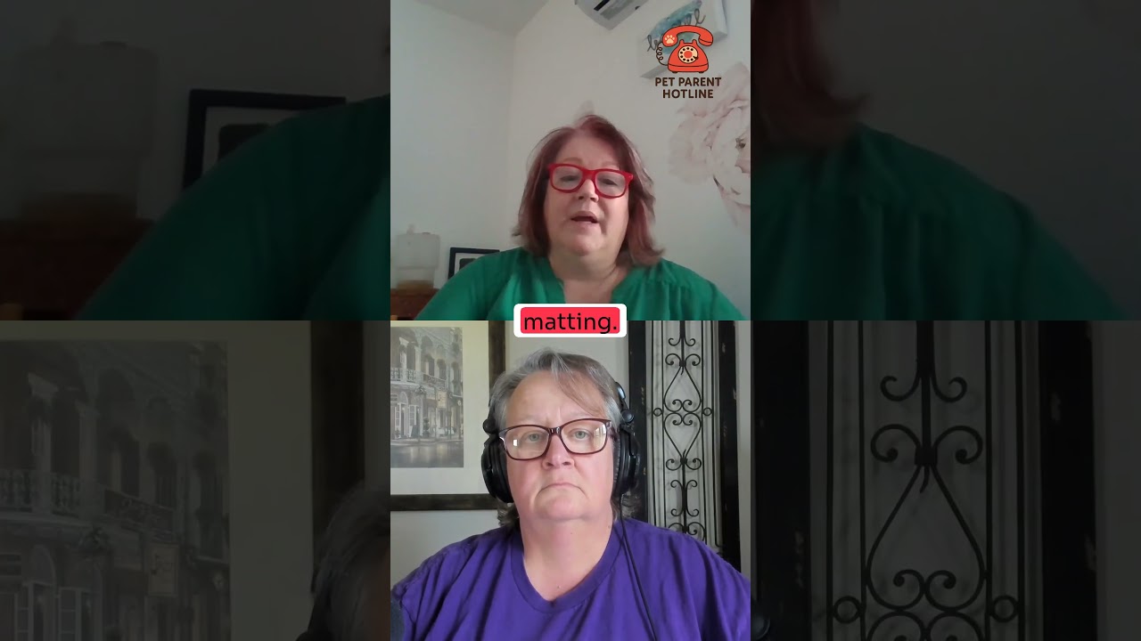 Brush Your Dog at Home to Avoid Shave Downs at the Groomer