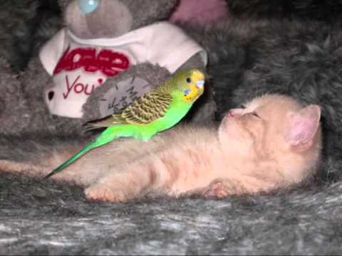 Film Poes en Parkiet.wmv