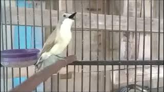 SUARA REMETUK LAUT GACOR | Masteran Burung SIUR PIKAT Ampuh Untuk Pancingan Sulingan Bahan
