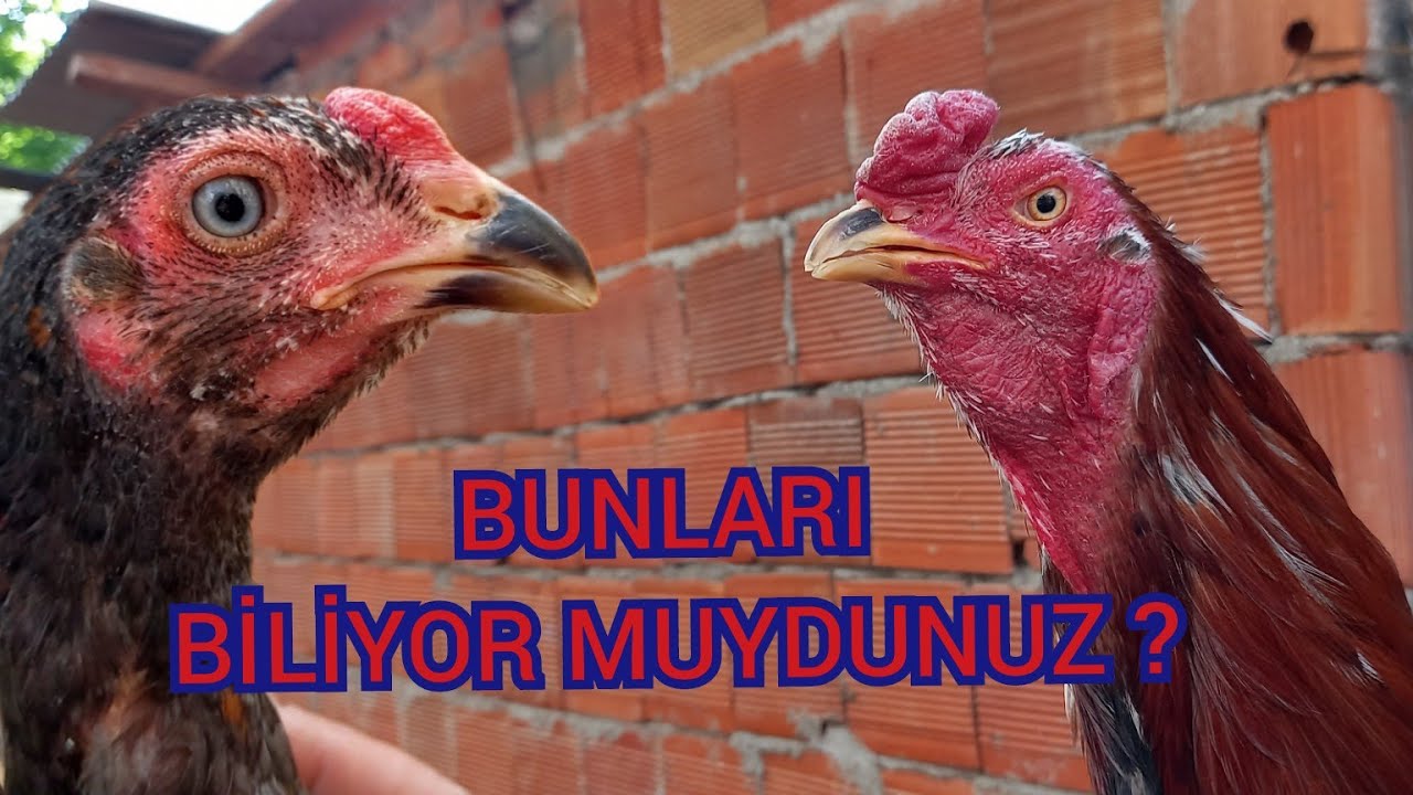 # 77 # HİNT HAYVANLARINDA BİLİNMESİ GEREKENLER