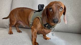 The world through a mini dachshund's eyes! 👀