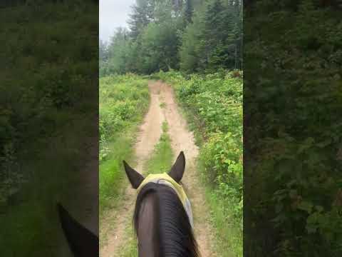 #horses #home #equestrian