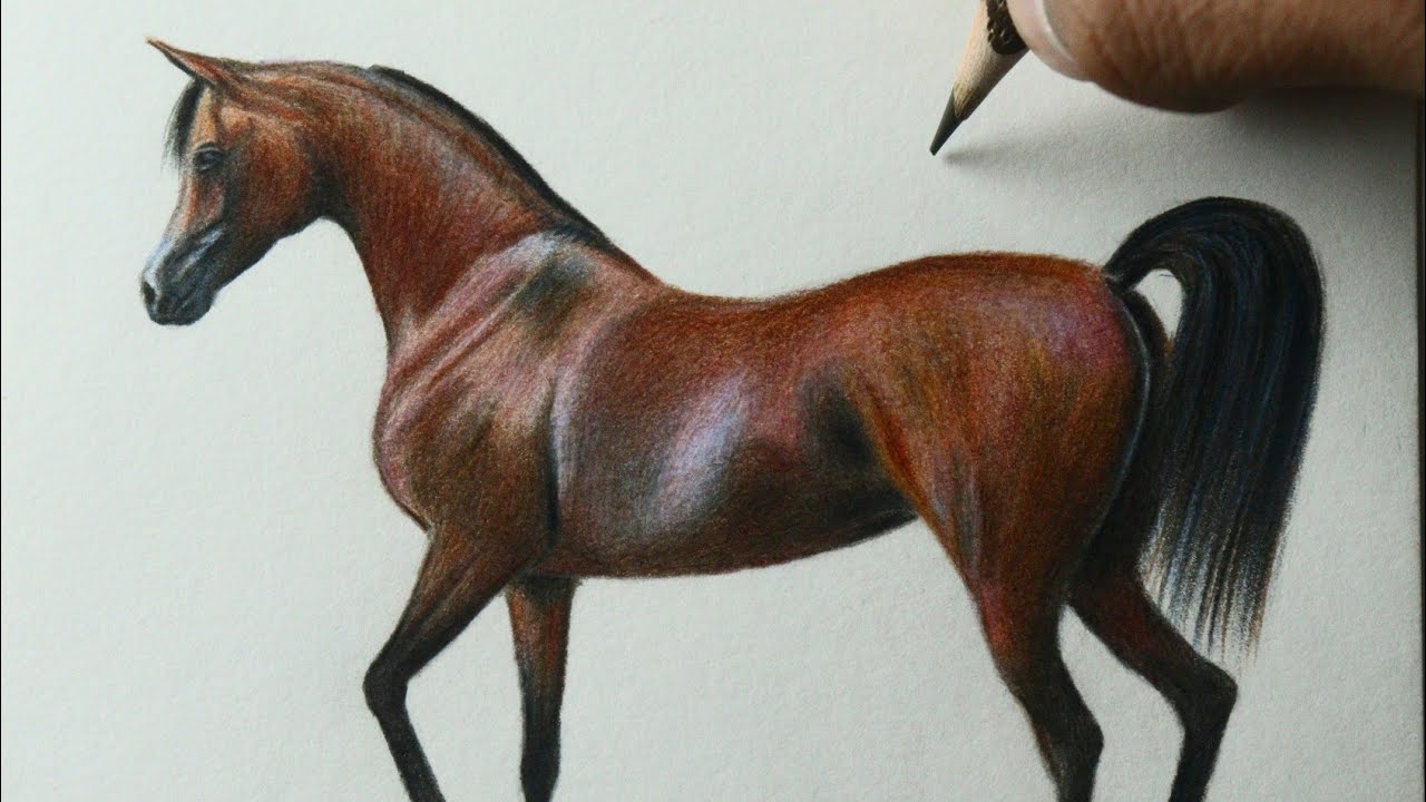 Como desenhar um cavalo árabe  Tutorial de desenho passo a passo