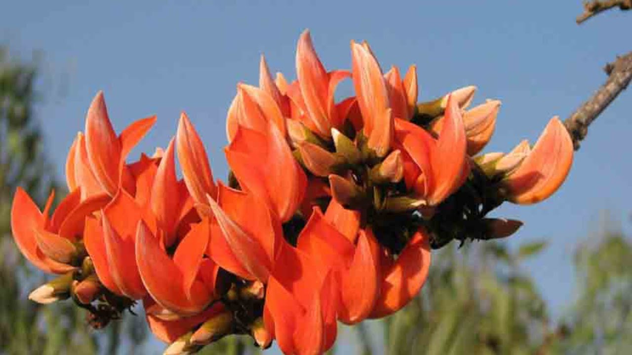 notun challenge youtube99 is live good afternoon সবাই লাইভে বন্ধুরা সবাই চলে এসো পলাশ ফুলের দৃশ্য