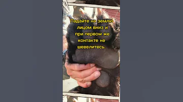 Что делать при встречи с медведем? #факты #выживание #медведь