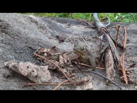 Жаб Жабыч - YouTube