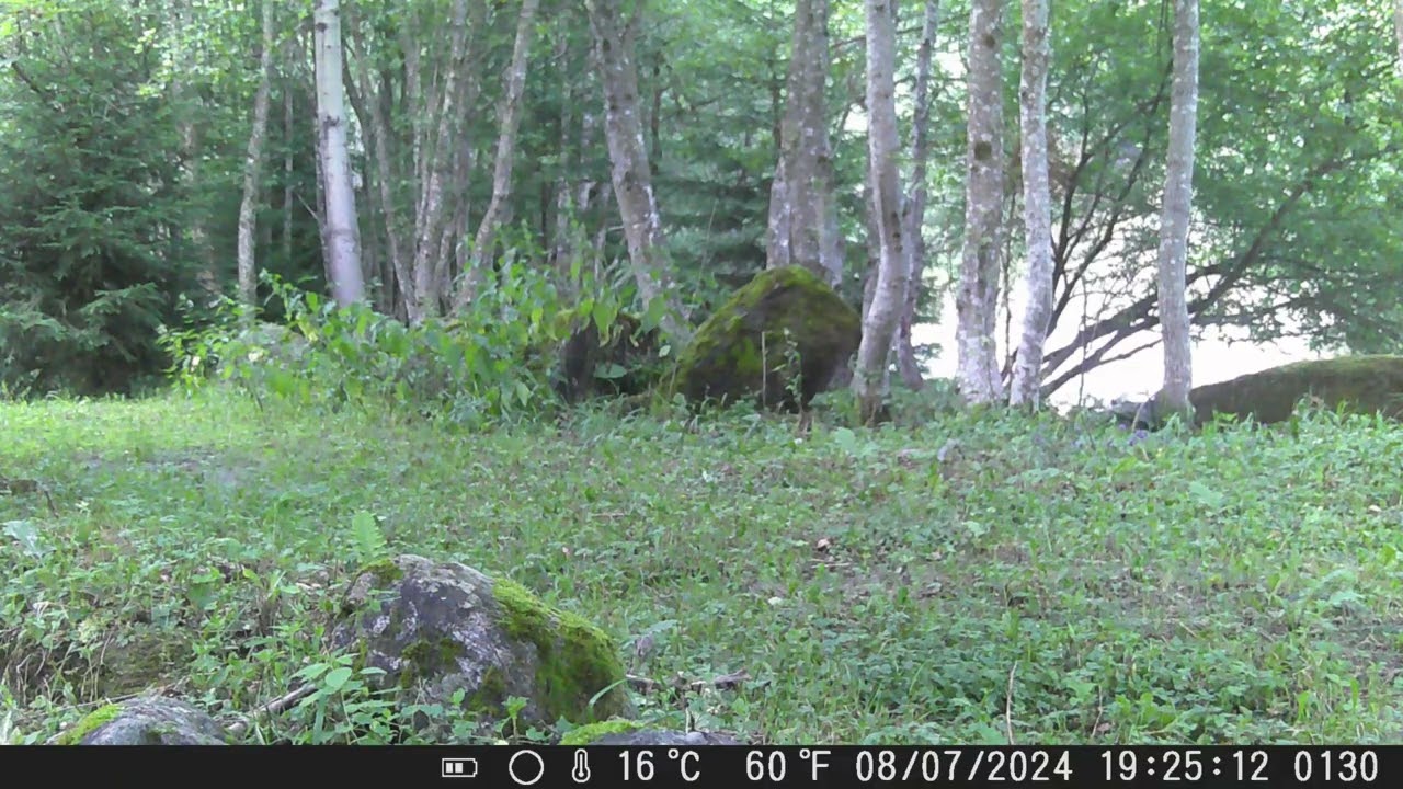 Tasso e Faina Stonemarten and badger ASMR