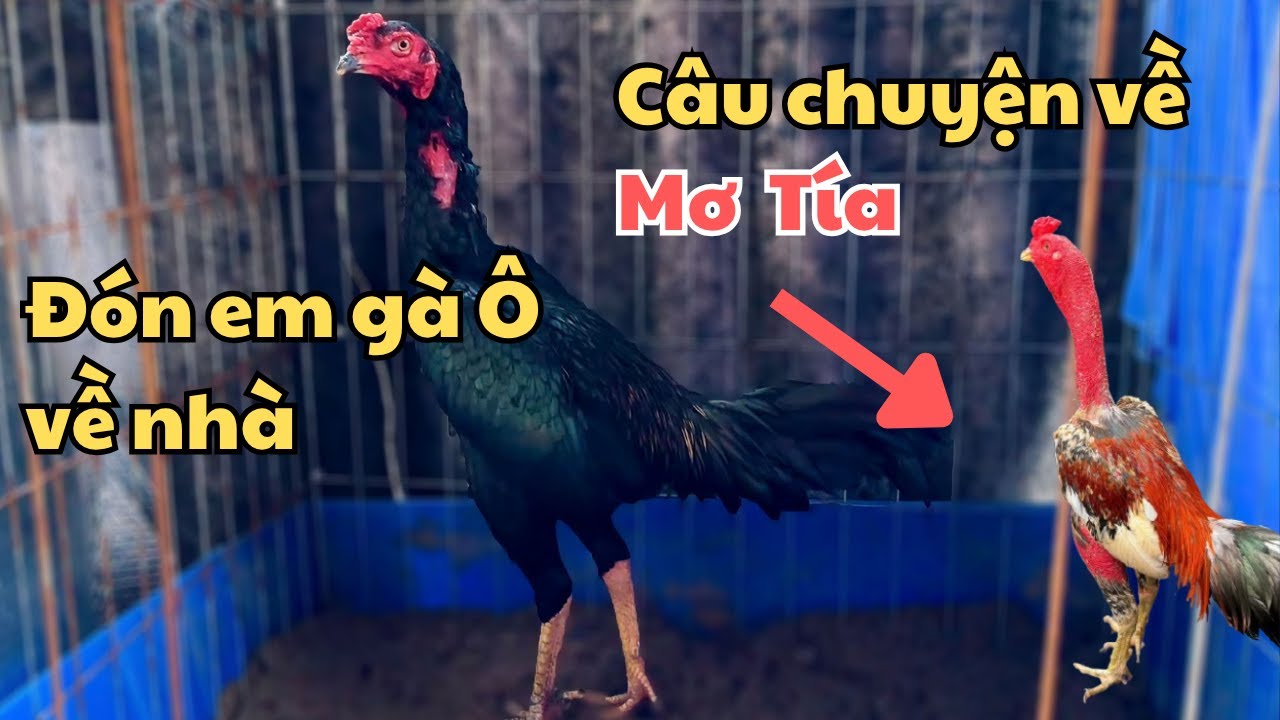 Đón Thêm Thành Viên Mới | Câu Chuyện Và Hoàn Cảnh Đưa Gà Mơ Tía Về Nhà | Hưng Nguyễn TV
