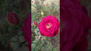 Honey Bees Are Mad At Honey And The Smell Of Roses flowers youtube floweringplants garden