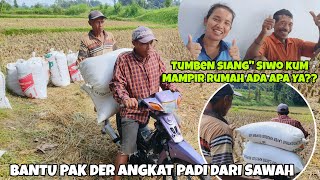 BANTU PAK DER ANGKAT PADI DR SAWAH‼️SIWO KUM TUMBEN SIANG\