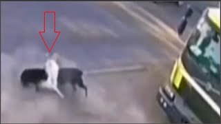 American bulldog destroys 3 stray dogs that attacked it!!!