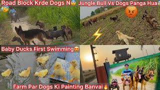 Jungle Bull Se Hua Panga Farm Par Dogs Ki Paintingbaby Ducks First Swimmingdogs N Road Block Krde