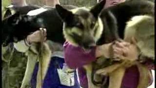 K9 Police Academy