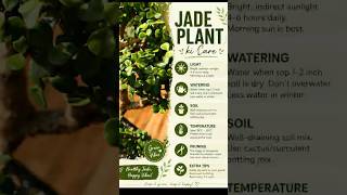 Bring home positivity with a beautiful Jade Plant Low maintenance, high vibes ✨Perfect for your home