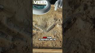 Jurassic Spider Discovery Shock