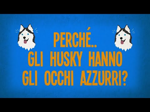 Video: L'alaska malamute ha gli occhi azzurri?