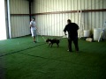 FRISCO CHOPS 6 MONTH OLD AMERICAN BULLY WORKING DOG TRAINING AT CALIK9 FRISCO CHOPS 6 MONTH OLD AMERICAN BULLY WORKING DOG TRAINING AT CALIK9