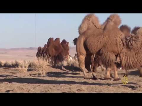هذا الصباح سباق إبل في الصين