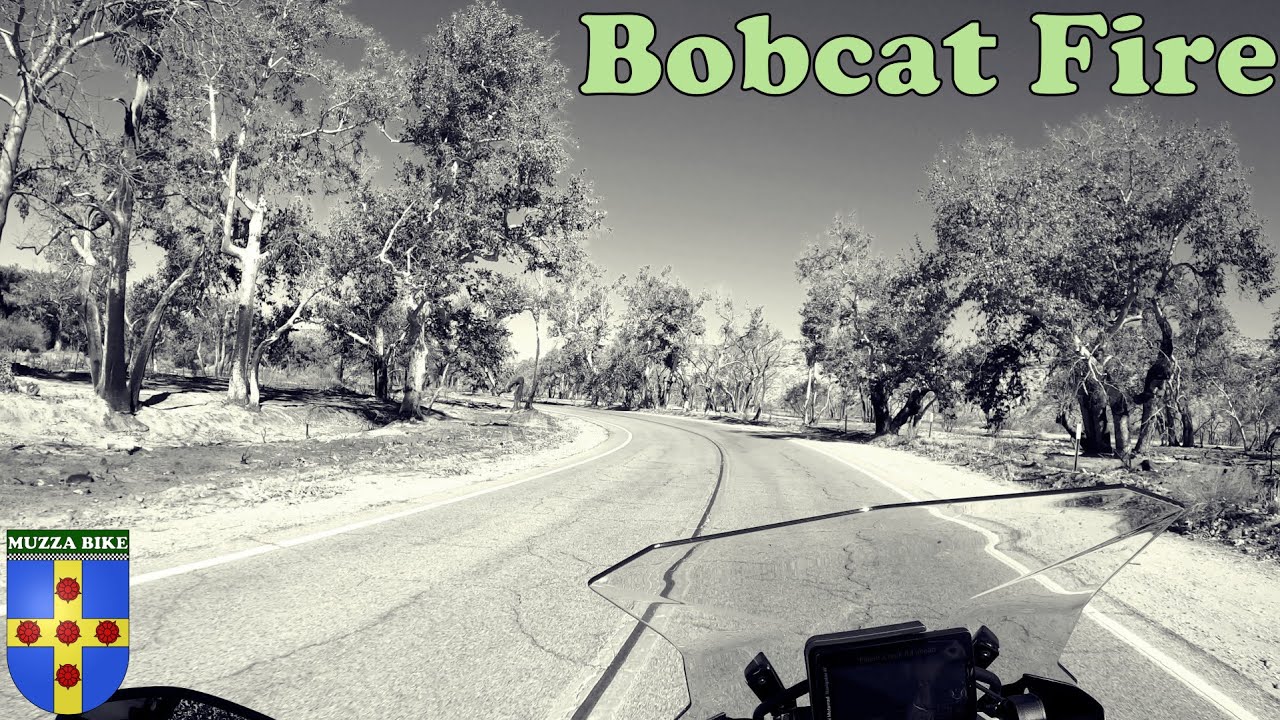 Bobcat Fire Aftermath