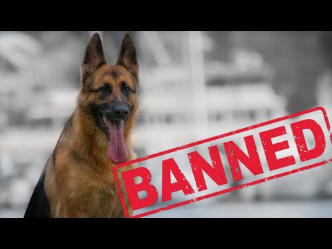 Vídeo: 11 países onde os cães pastores alemães são proibidos ou restritos