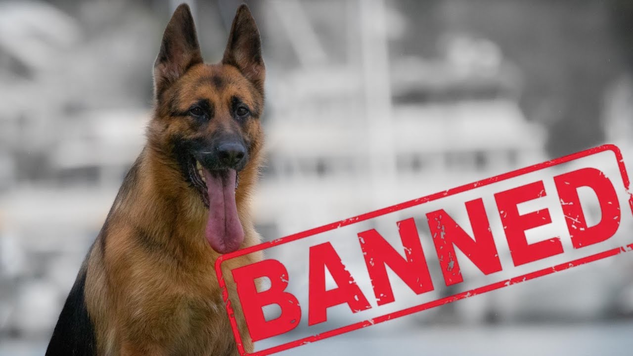 Are German Shepherds Banned Anywhere Best 7 Answer