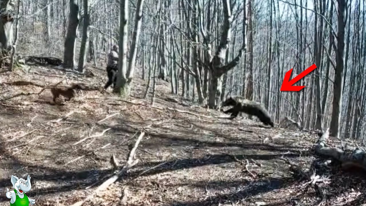 Мужик не Ожидал Такой Встречи / Случаи с Животными Снятые на Камеру